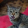 トッキー 的头像
