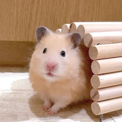 birdgfmwu4ewz's profile picture