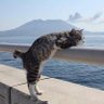MoonlightSepArt's profile picture