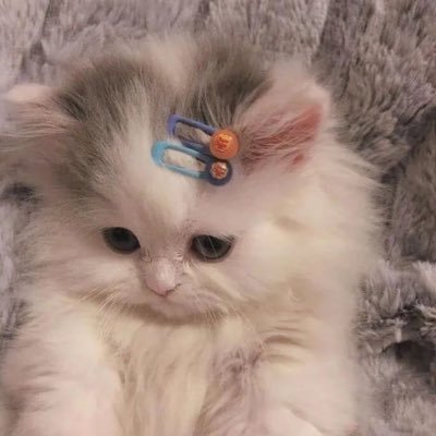 Pupusyycq's profile picture