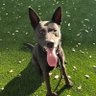 Profilbild von itsadogslife