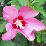 Фото профиля PeggySue