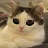 Profilbild von Snow