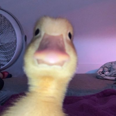 luteaparty's profile picture
