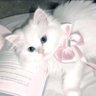 Фото профиля ตฟ + ♡︎ ตฟที่เป็นมัมเหมียว ☆