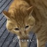 Profilbild von おっきな日本人