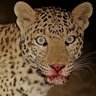 Walla's profile picture