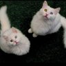 KİNG007 profil fotoğrafı