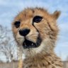Berosch profil fotoğrafı