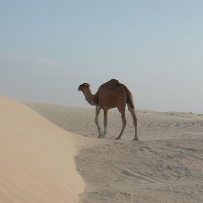 هاجس الصحو's profile picture