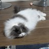ともき's profile picture