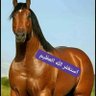 ابو وسام 🇵🇸🇸🇦 profil fotoğrafı