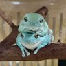 Profilbild von マン吉🐸