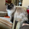 Añaìd....😃 Irritable Cat 🇨🇦's profile picture