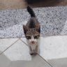Wali Mob profil fotoğrafı