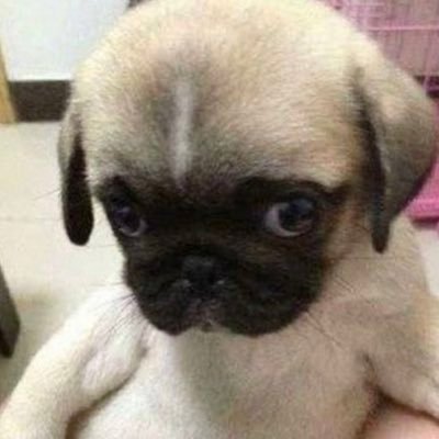 tomypridev9's profile picture