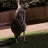 ZaidenZZ profil fotoğrafı