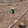 twiggy the Alien's profile picture