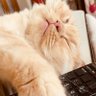 マナミ's profile picture
