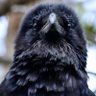 Z15Tay profil fotoğrafı