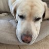 Maximilienaire's profile picture