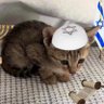 Athenai 🇮🇱 profil fotoğrafı