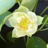 芔 profil fotoğrafı