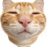 kucing oren 的头像