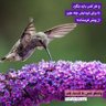 Фото профиля فریاد