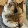 まもマモMamo's profile picture