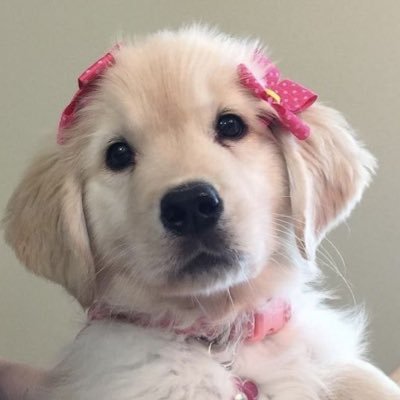 ✿ PUPE's profile picture