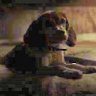 and him dog's profile picture