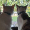 Chiko And Shiro ็ๅคดๅ