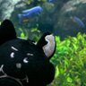 さち 的头像