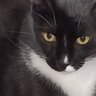 Фото профиля Lalocadelosgatos