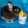 さゆ🐰 的头像