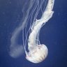 Profilbild von jellyfish