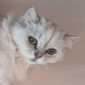 Neptunefishcat_2460 profil fotoğrafı