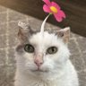 crush. profil fotoğrafı