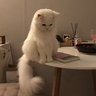 tsuki profil fotoğrafı