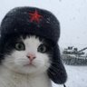 Algazel's profile picture