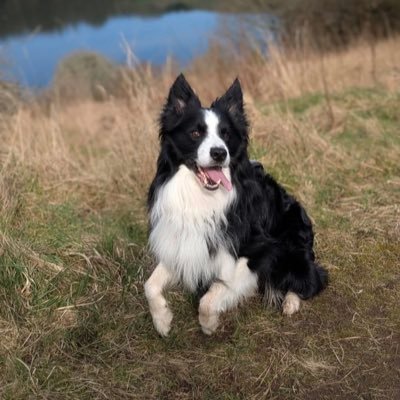 Help2Rehome Scotland's profile picture