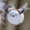 Profilbild von veryfatbird🤸🕳️🧑‍🦽🧑‍🦯🫈🫄