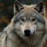 Profilbild von 𝔸𝕙𝕞𝕖𝕕 ‏ ♚