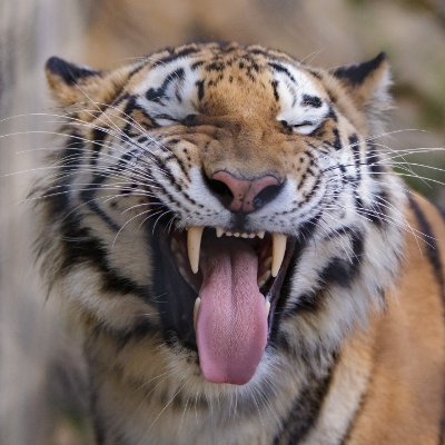 ๐
Harimau Sumatera ๐
's profile picture