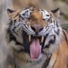 Фото профиля 🐅 Harimau Sumatera 🐅
