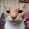 goober doober's profile picture
