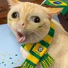 portal fezani brasil's profile picture