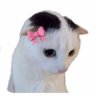 Profilbild von chii hua hua