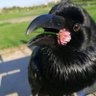 Фото профиля Secretário Kim. 🦊🐦⬛✨